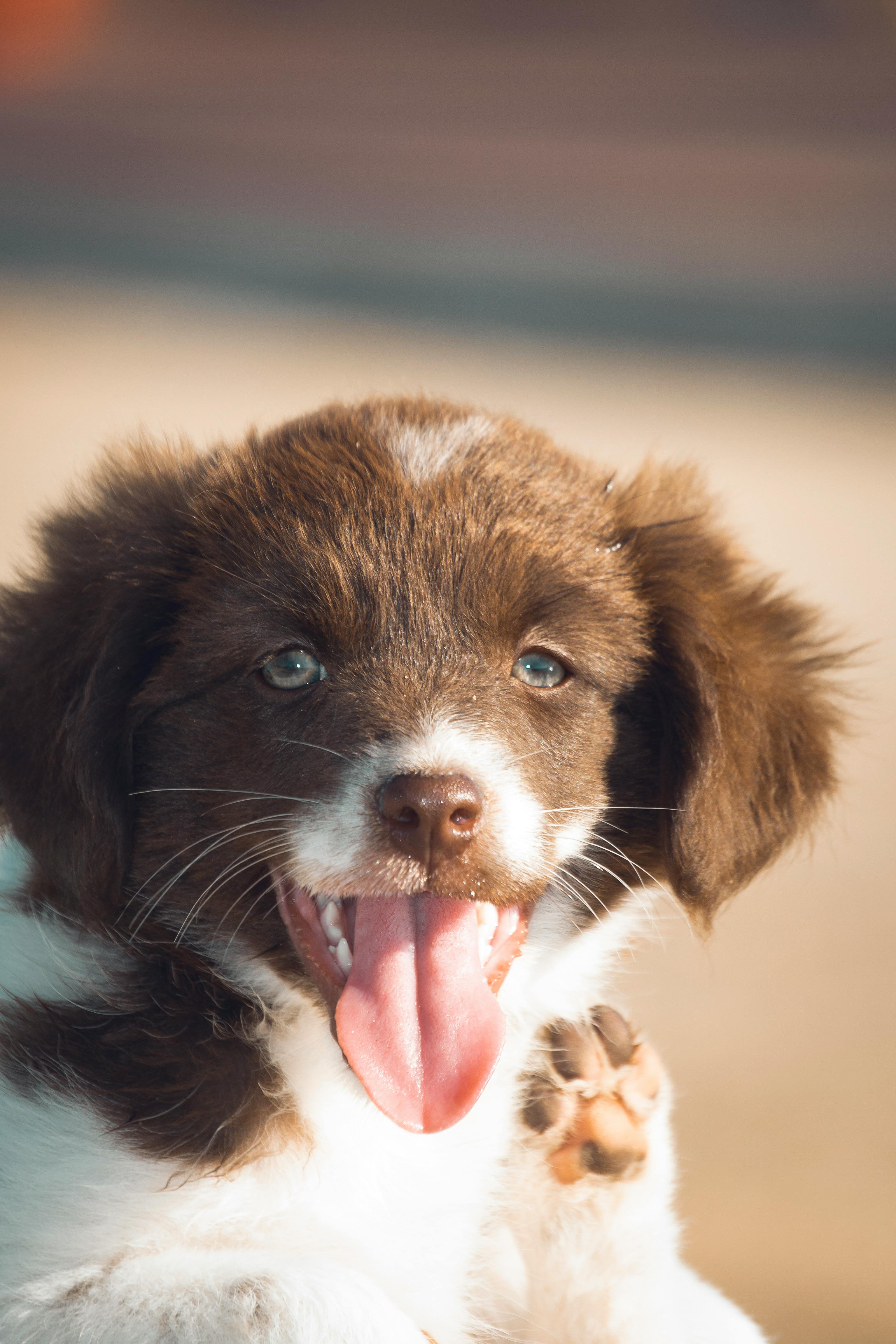Discover the Perfect Playtime Companion: Doggie's Toy